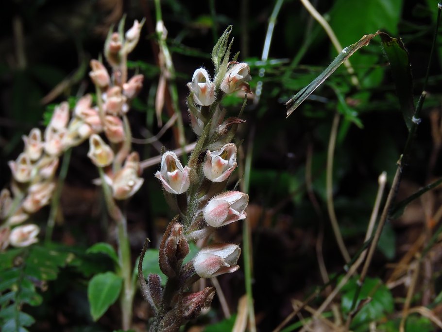 Parnassia foliosa foliosa