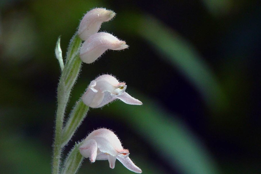 Павелина ползучая