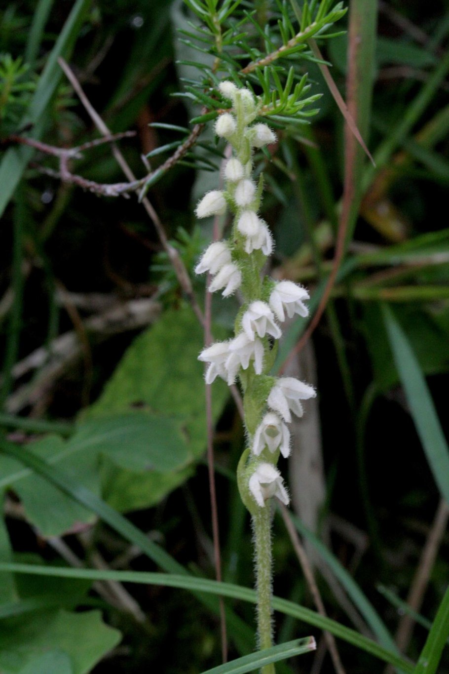 Goodyera repens