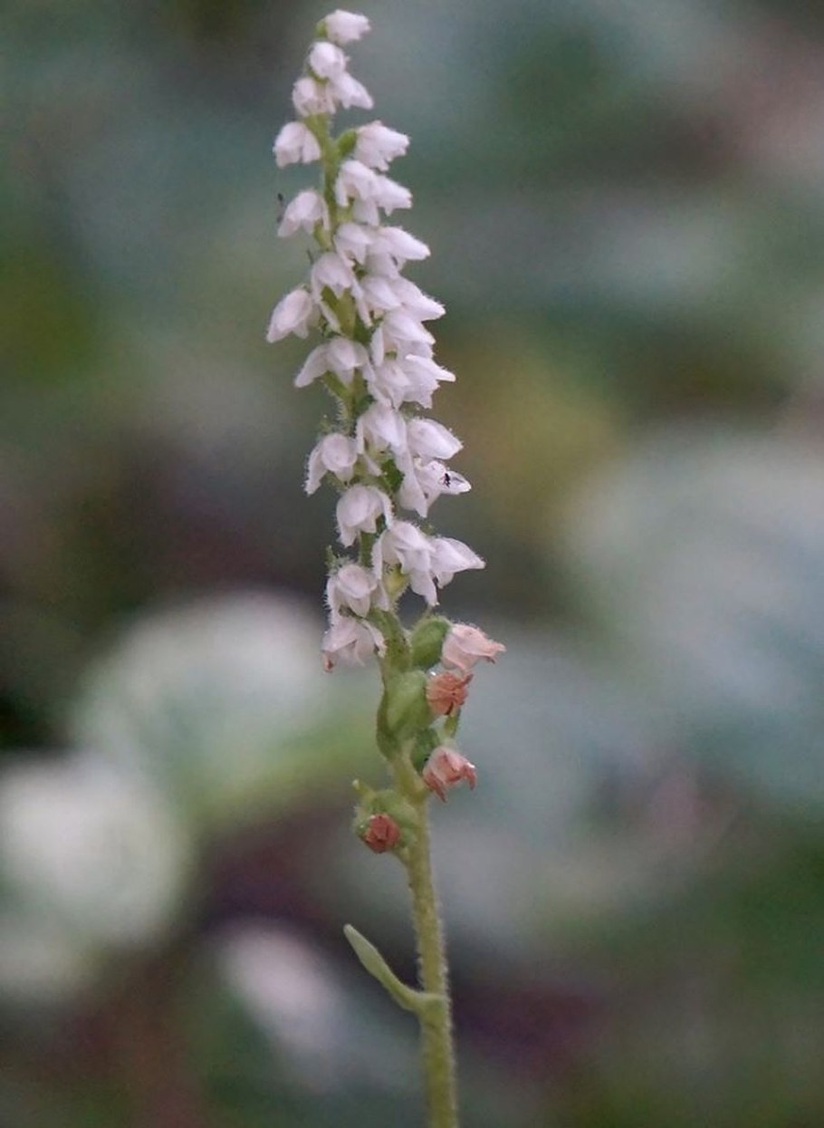 Goodyera repens