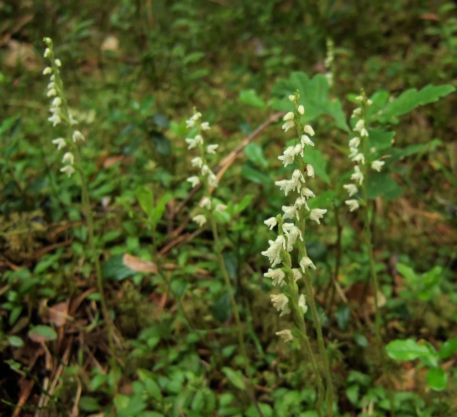 Goodyera repens