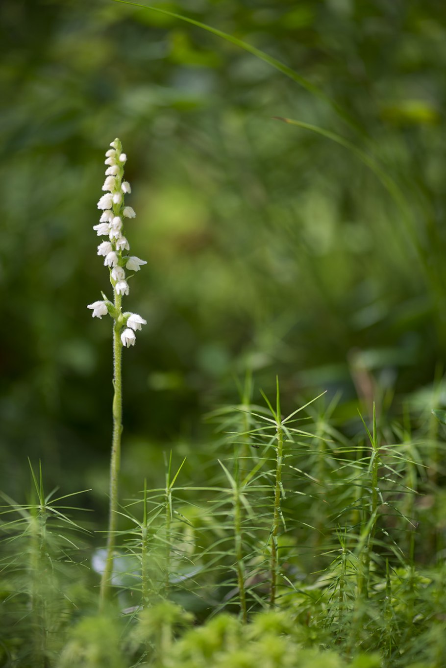 Гудайера ползучая исчезнувший вид