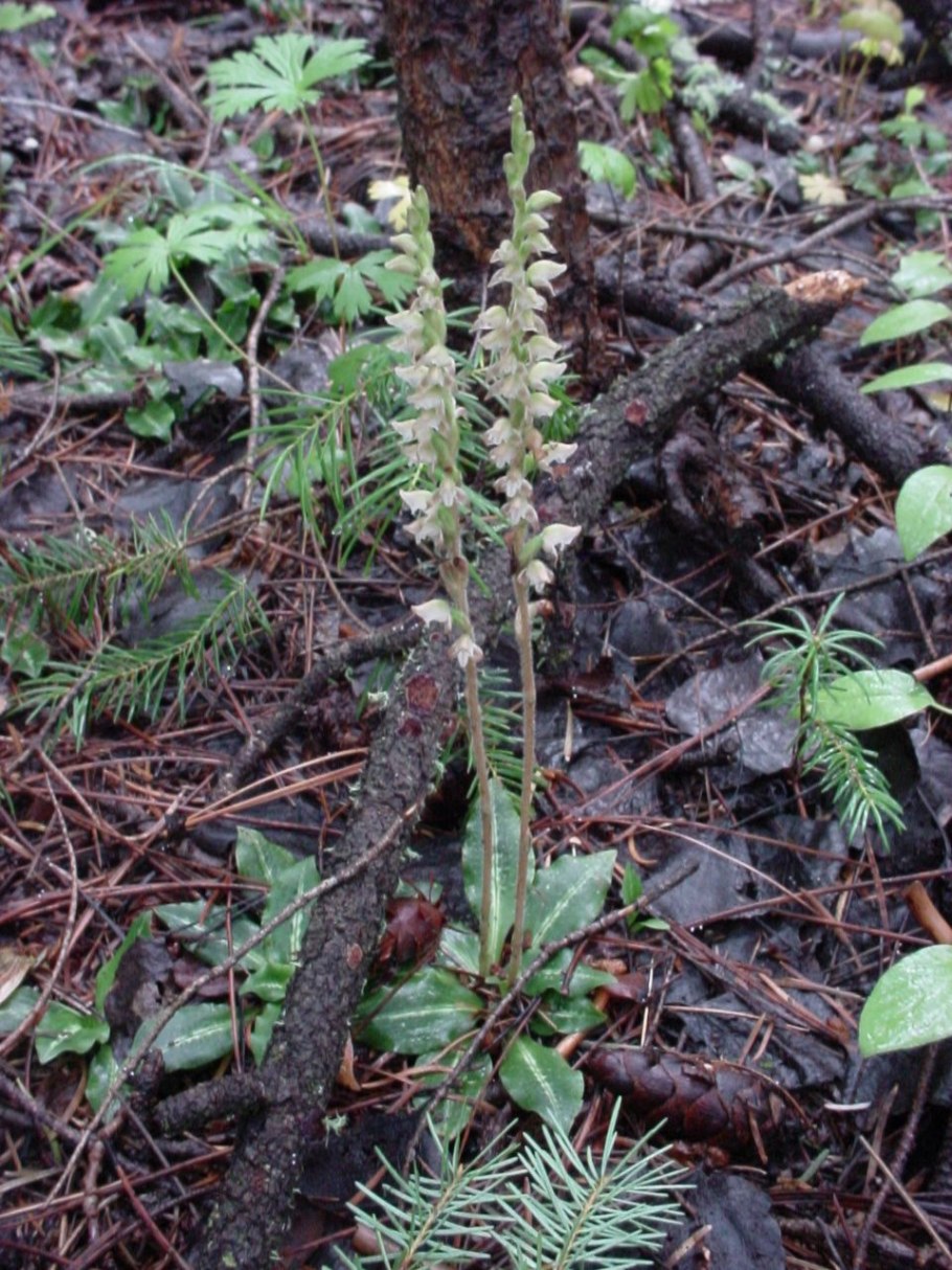Гудайера ползучая; рисовать