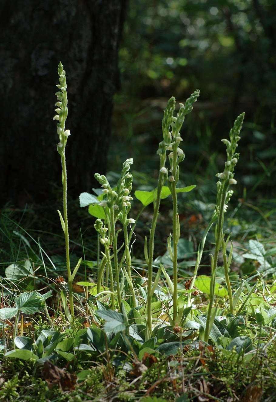 Гудайера ползучая HD