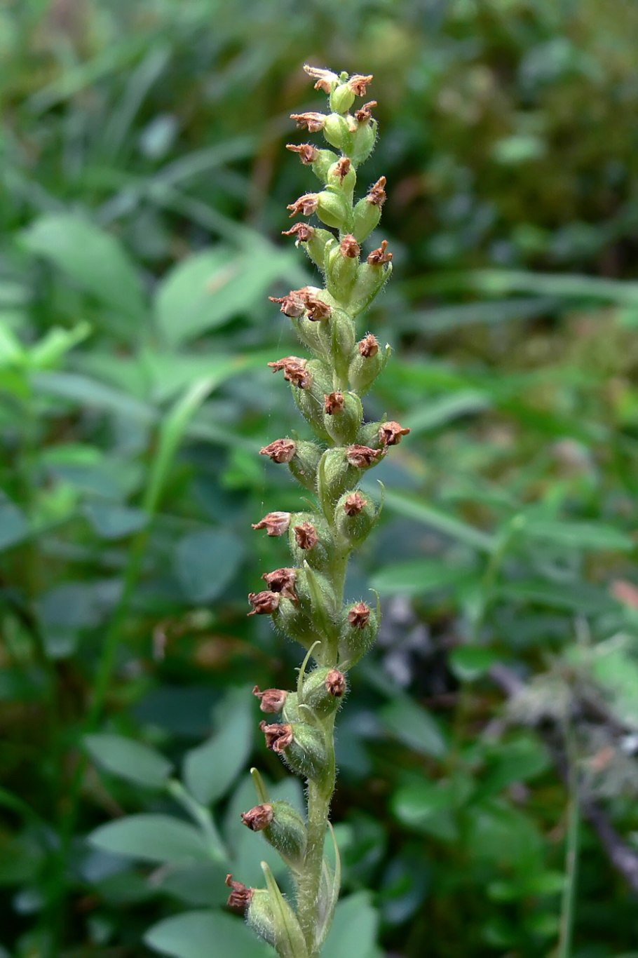 Polygonum viviparum