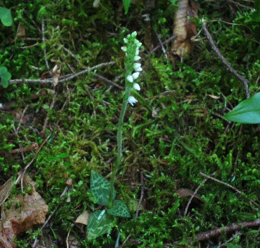 Гудайера ползучая Goodyera repens