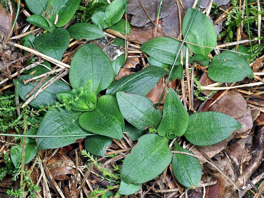 Гудайера ползучая красная книга