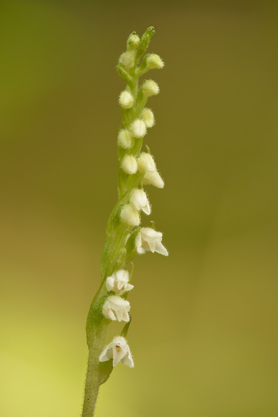 Гудайера ползучая Goodyera repens