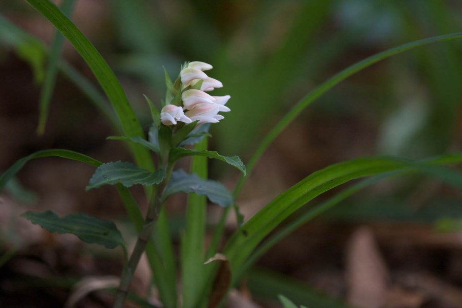 Гудайера ползучая листья