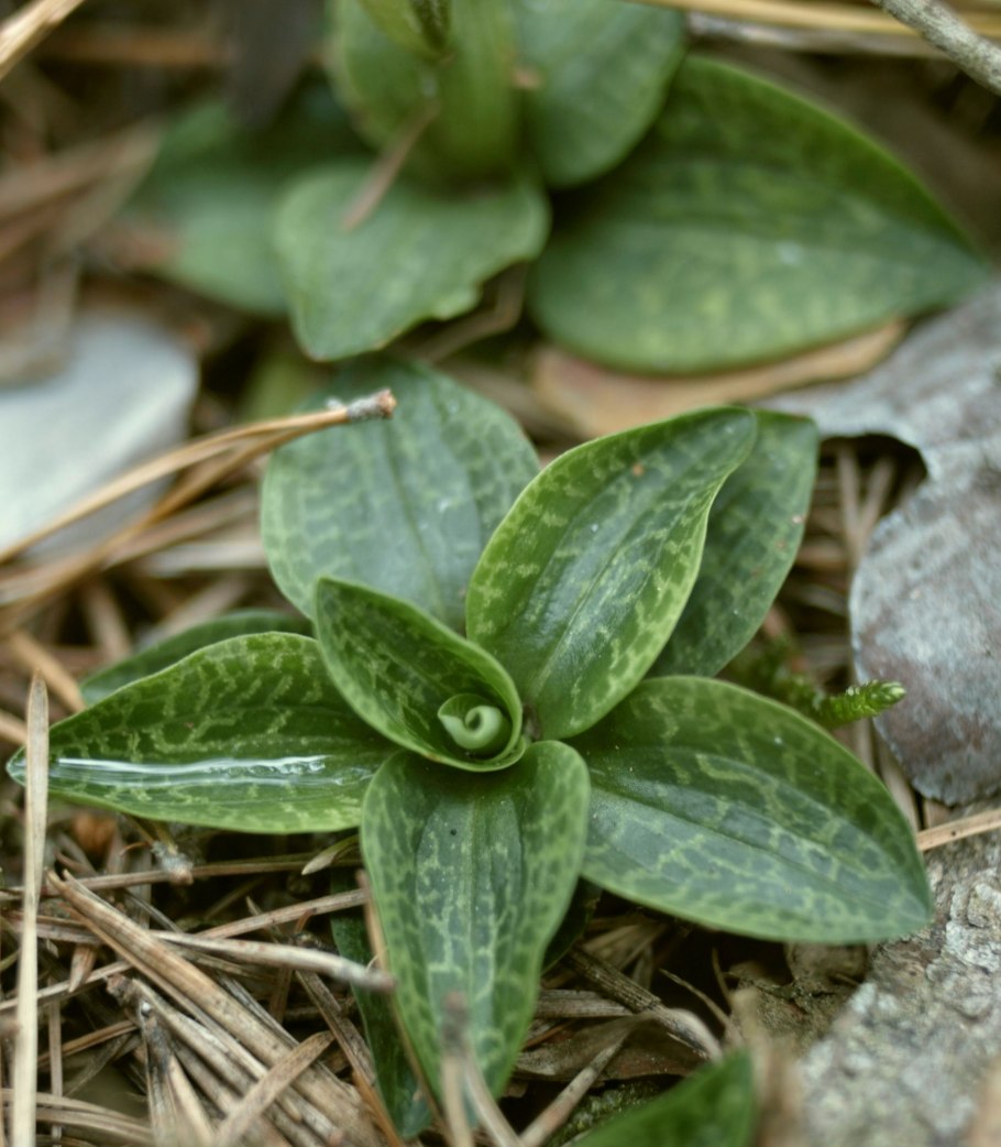 Растение Гудайера