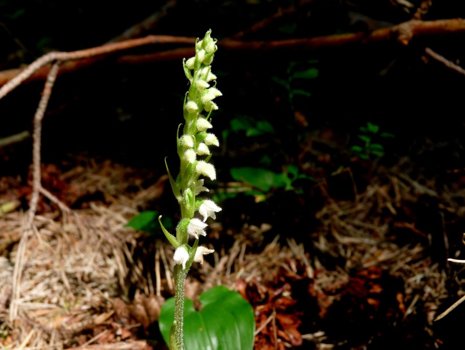 Картинки Гудайера ползучая