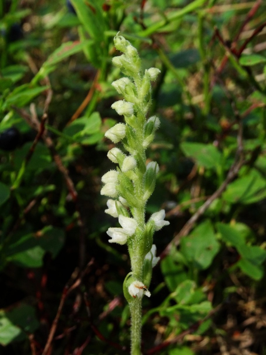Гудайера ползучая Орхидея в природе фото