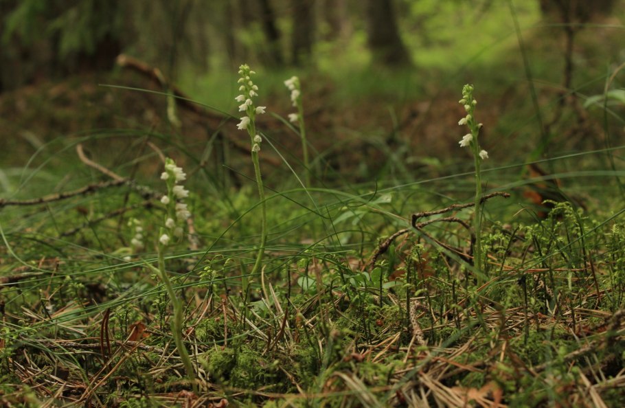 Орхидея Гудайера ползучая