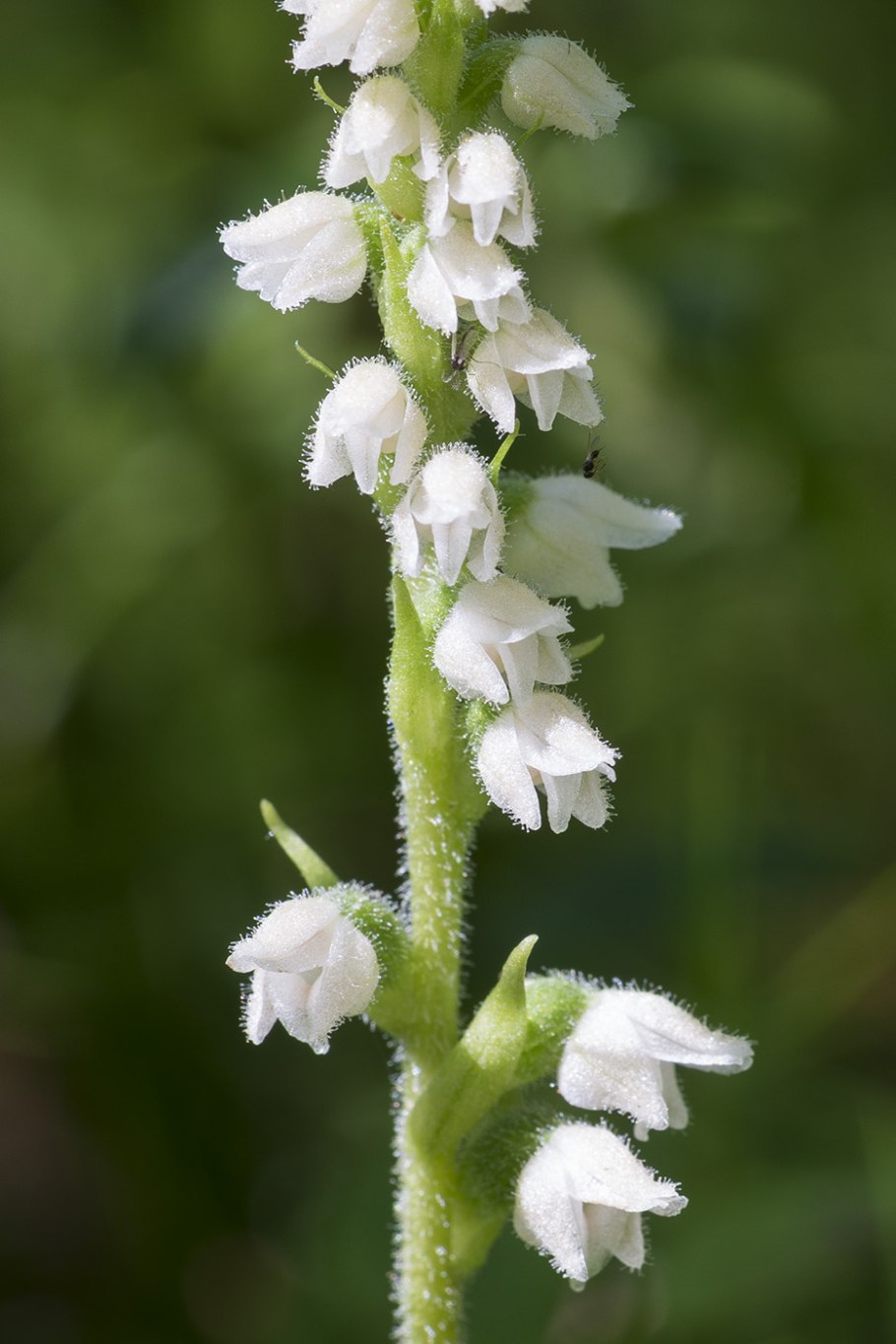 Гудайера ползучая Goodyera repens