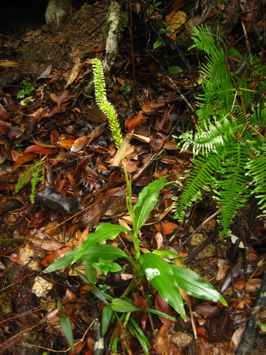 Goodyera repens