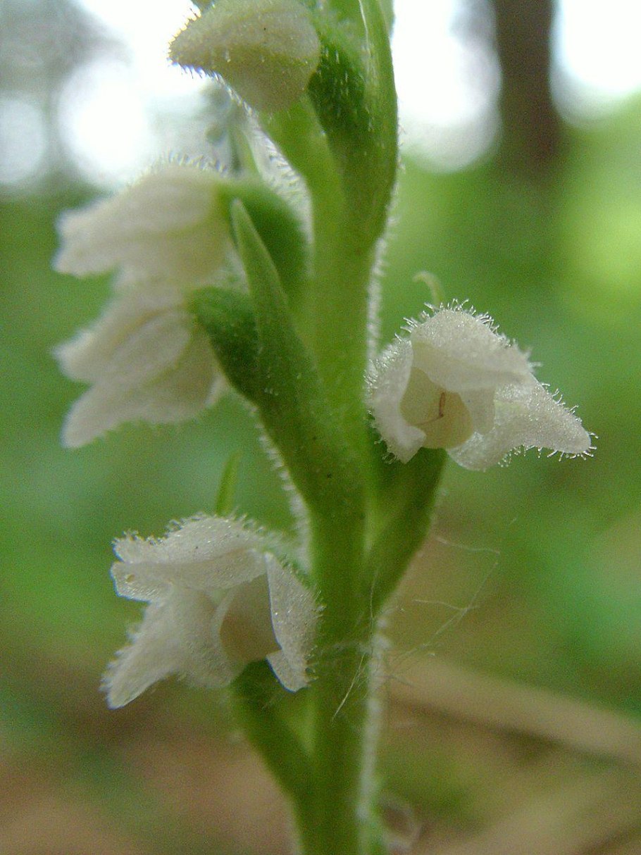 Goodyera repens