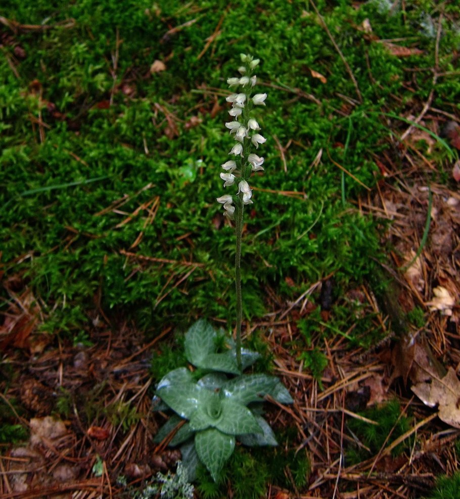 Ползучая Орхидея