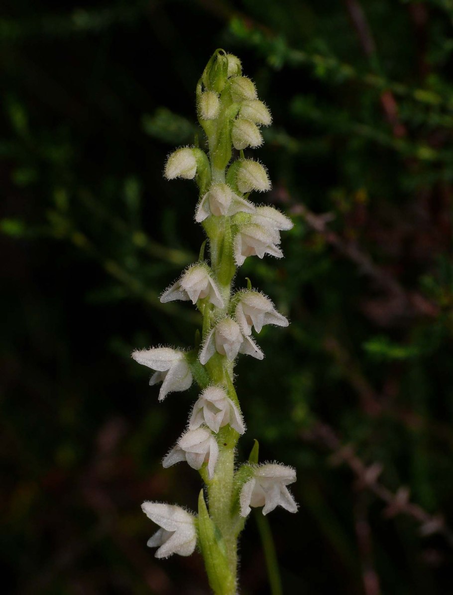 Гудайера ползучая фото