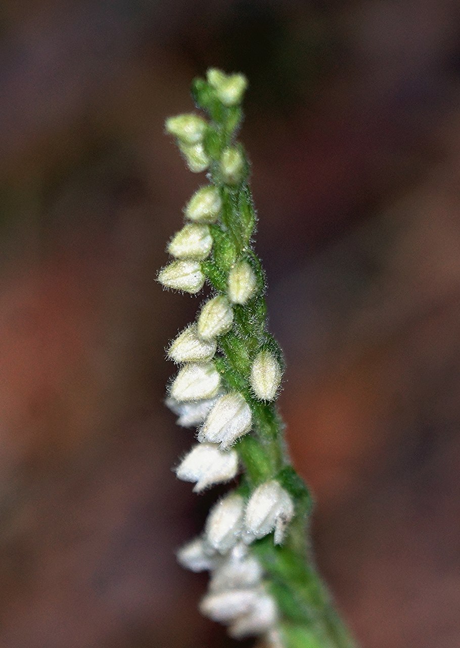 Goodyera oblongifolia