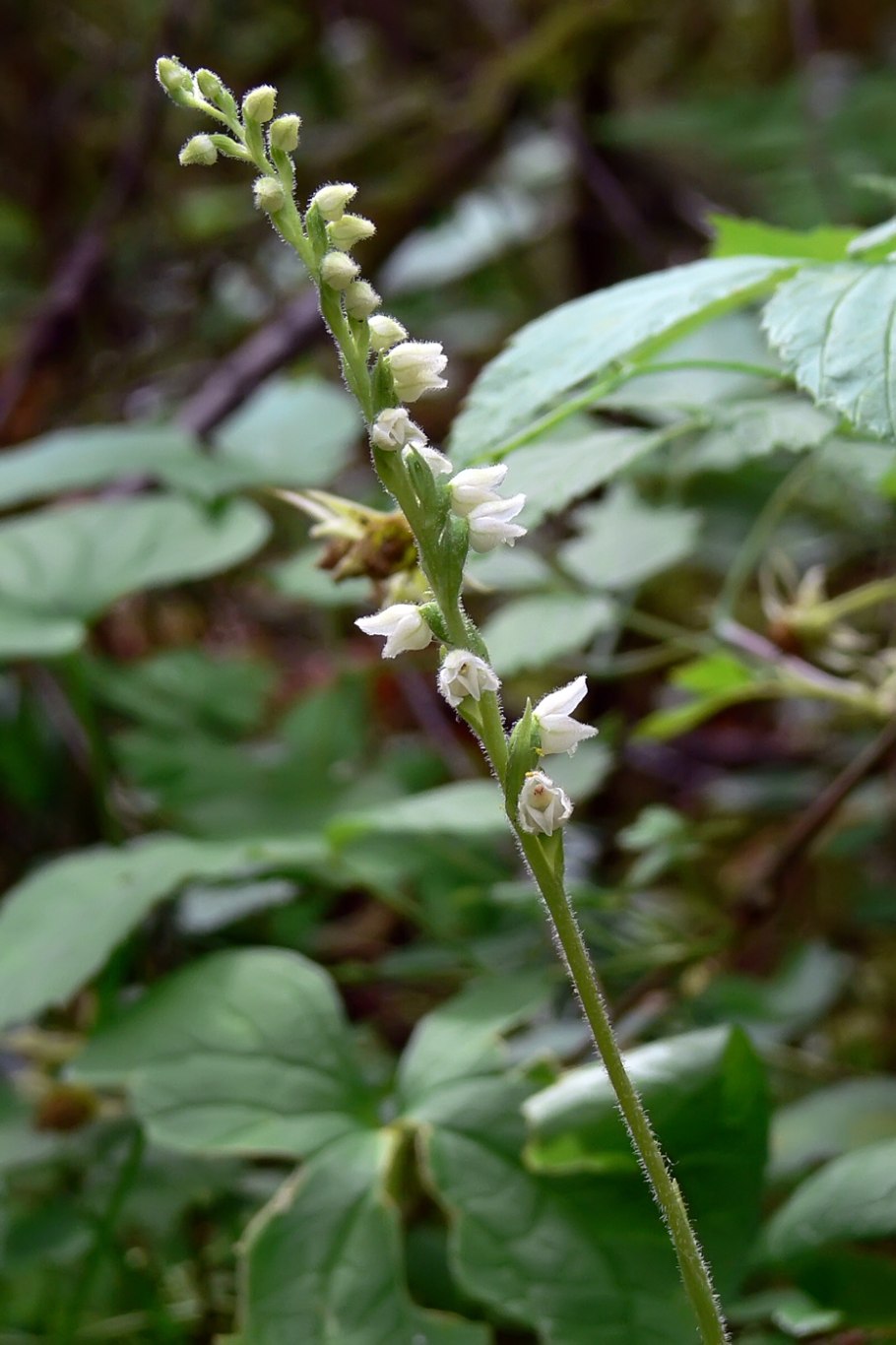Гудайера ползучая фото