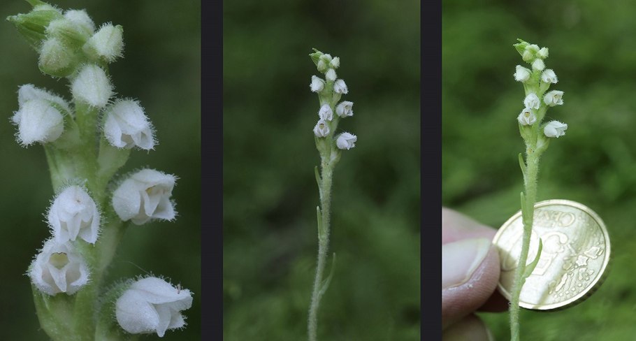 Gastrodia pubilabiata