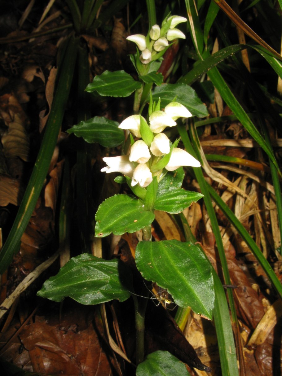 Goodyera oblongifolia