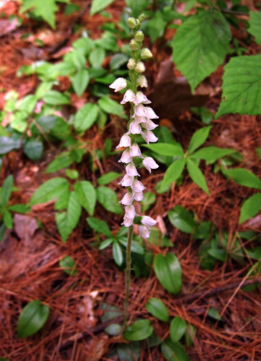 Гудайера Максимовича