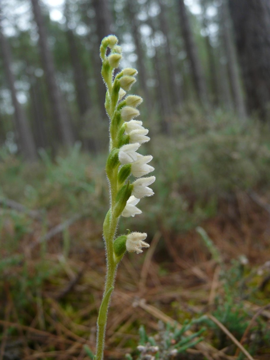 Шерстяк волосистый