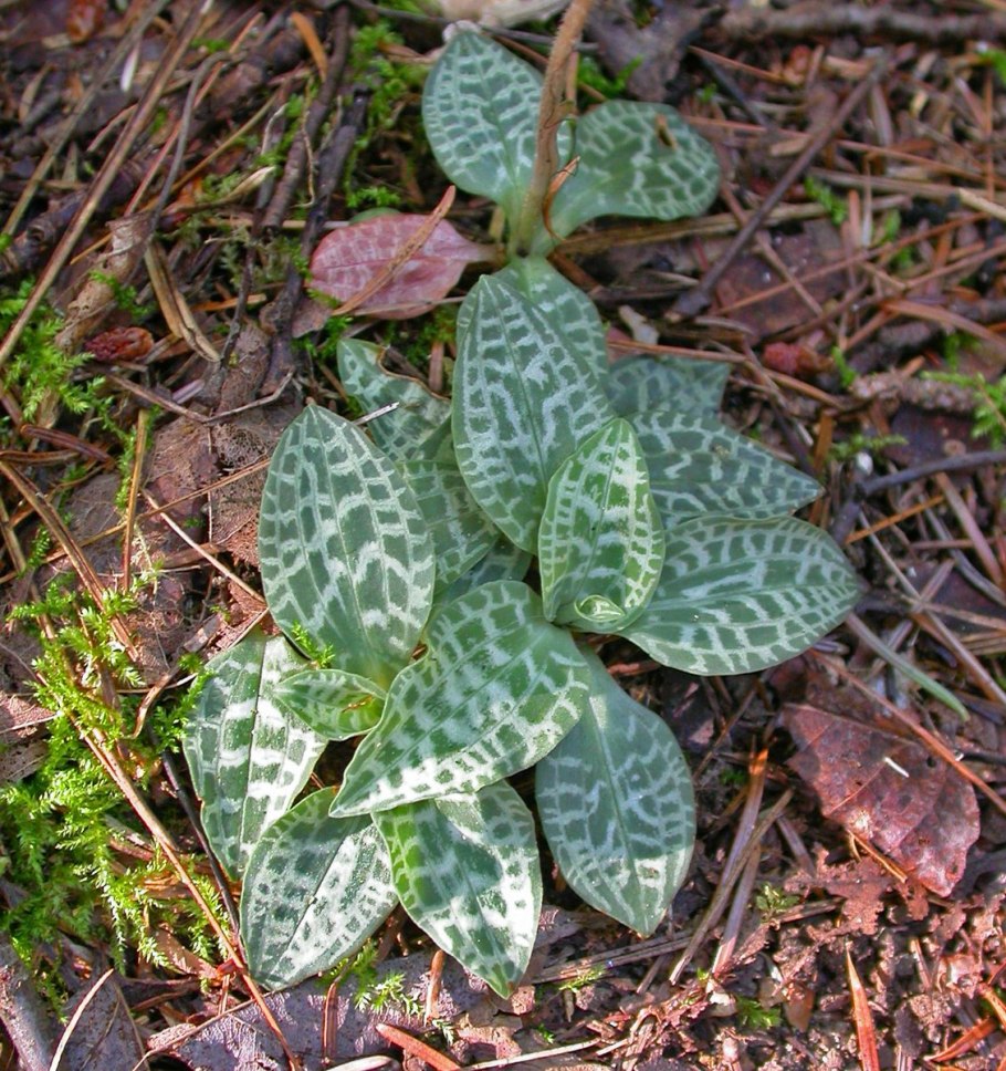 Goodyera tesselata