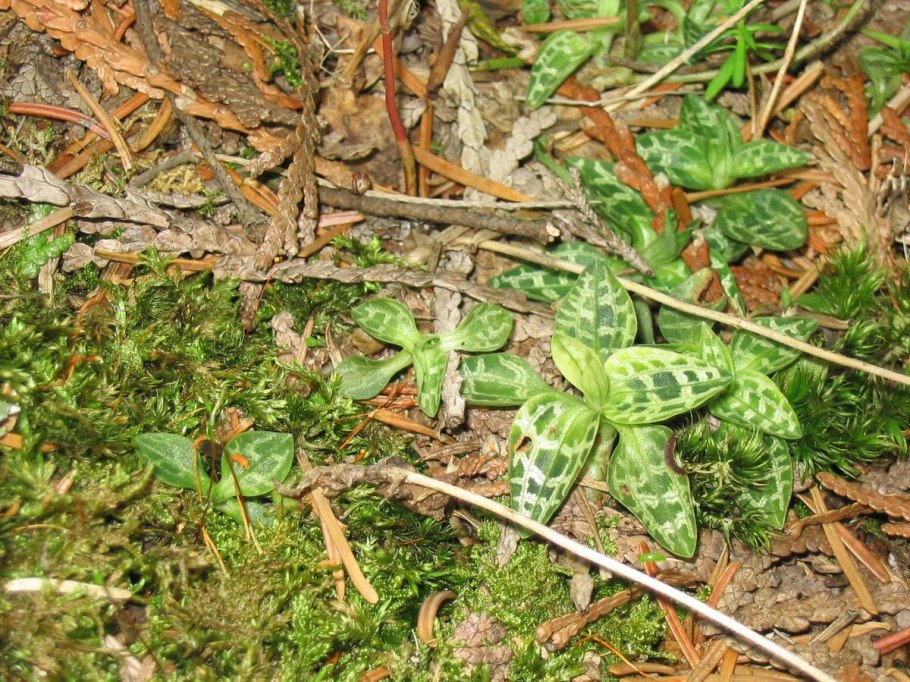 Rattlesnake plantain