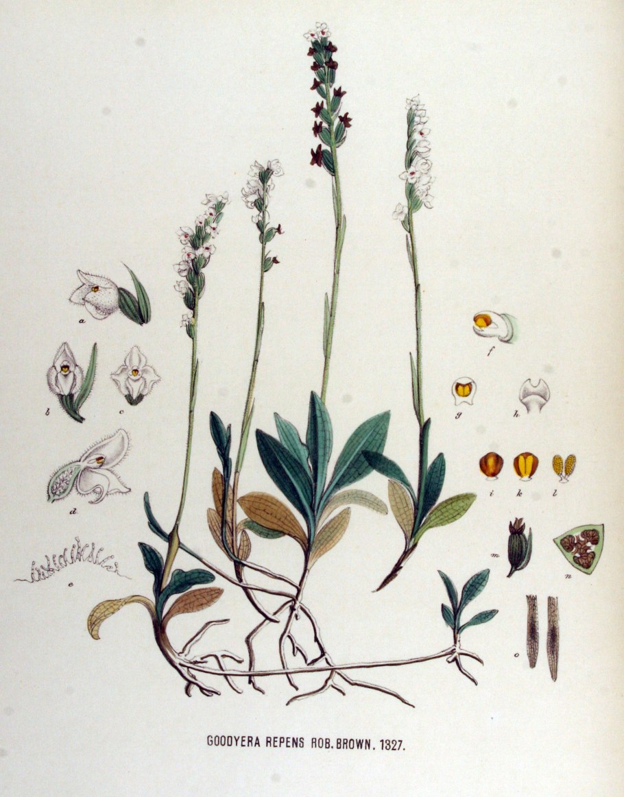 Verbascum lychnitis l.