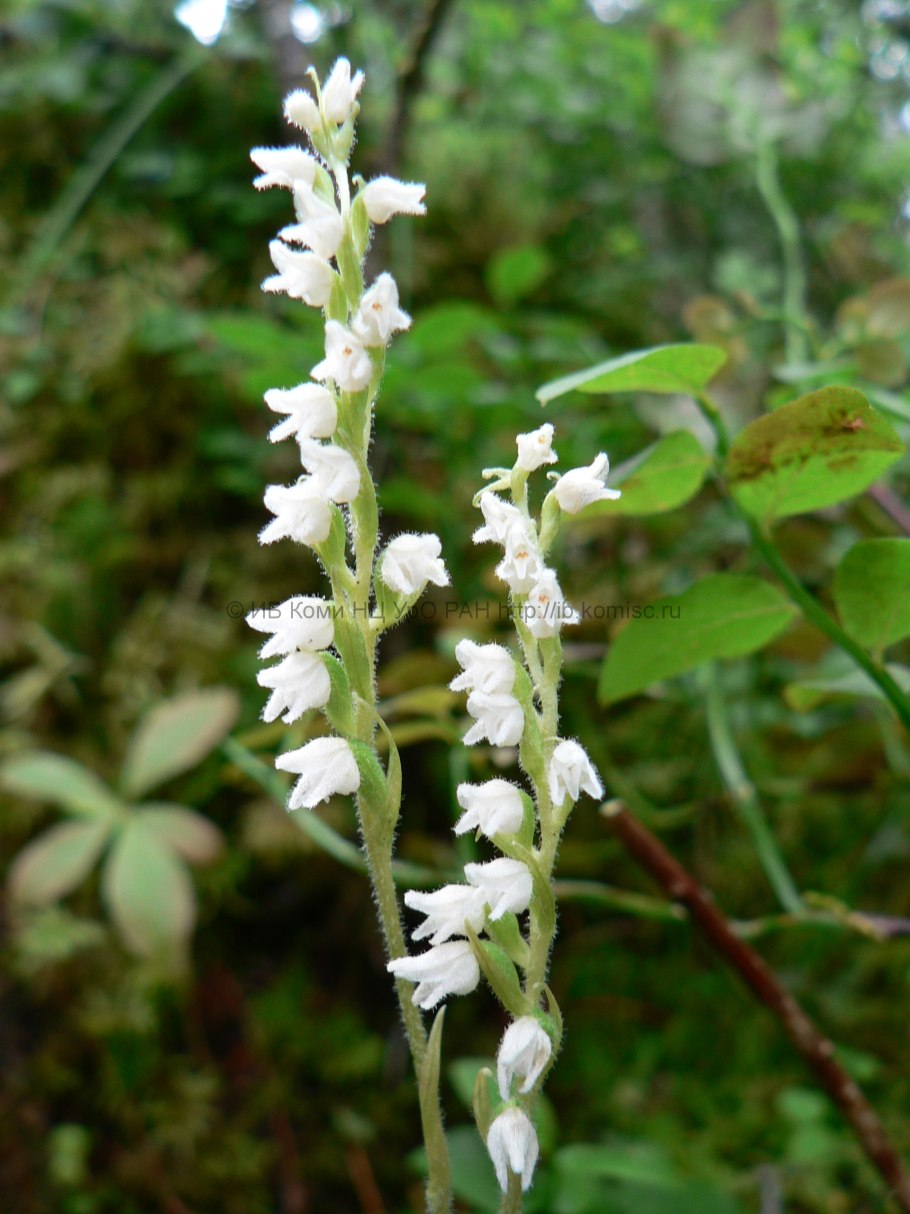 Ползучая Орхидея