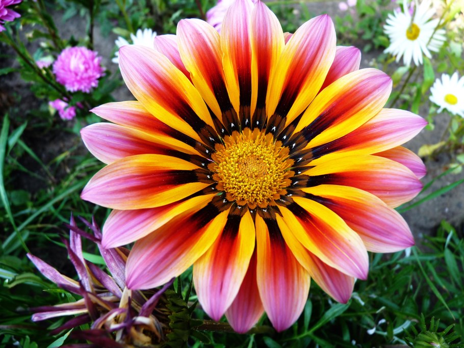 Цветковые растения