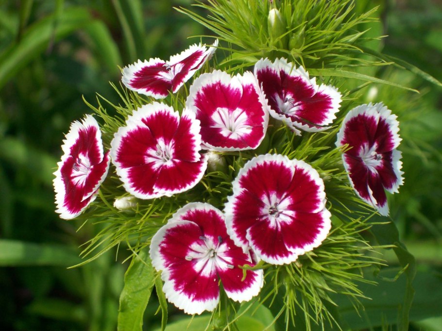 Гвоздика турецкая (Dianthus barbatus)