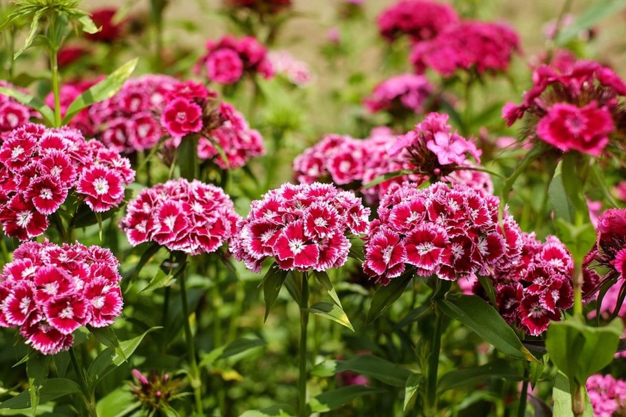Гвоздика бородатая - Dianthus barbatus