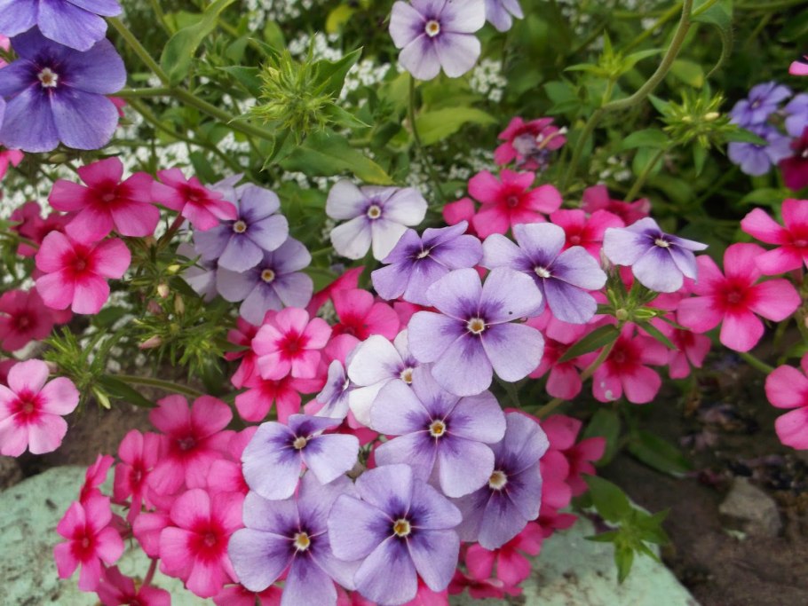 Texas Blue Eyes лилейник