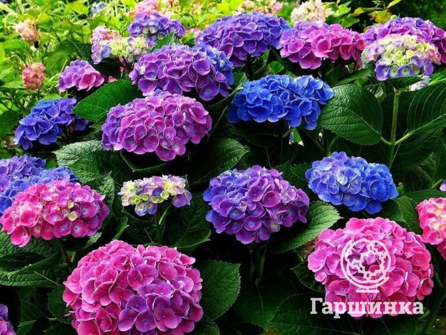 Астра е6 цветы