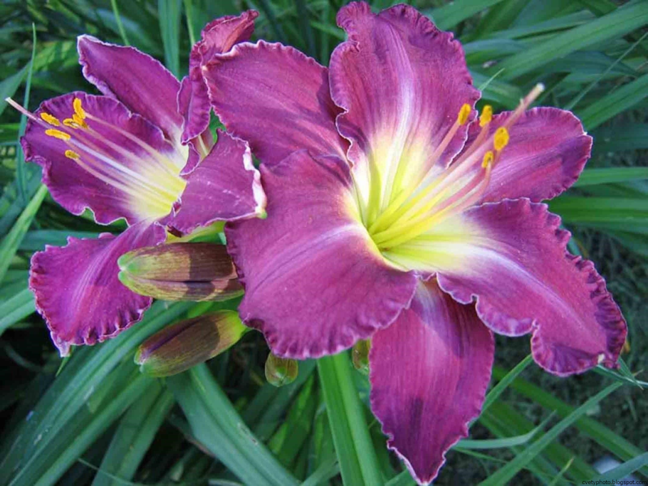 Дачные цветы