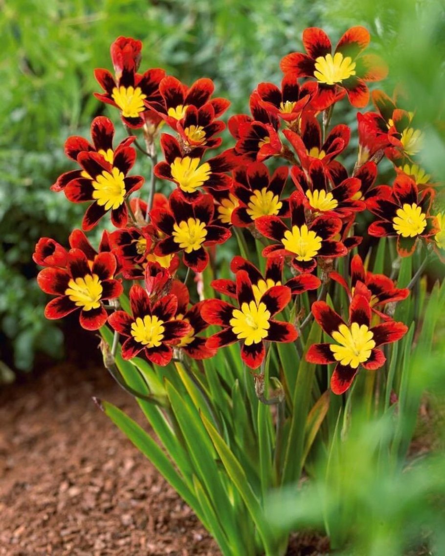 Спараксис Суперба микс