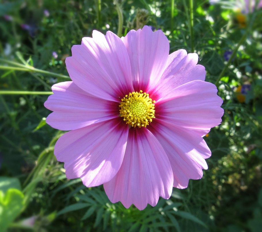 Лаванда в миксбордере