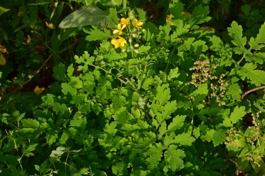 Chelidonium asiaticum