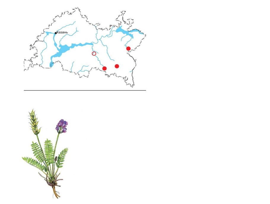Остролодочник волосистый