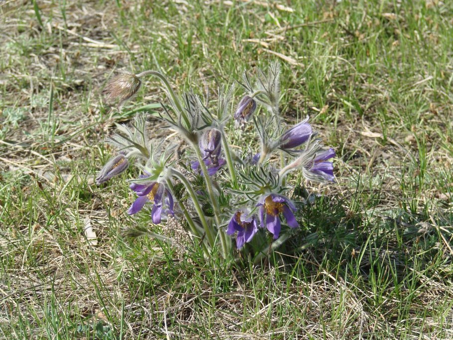 Остролодочник - род oxytropis