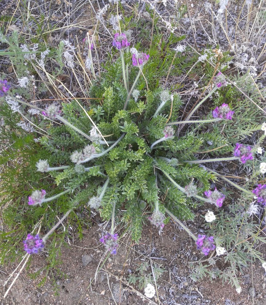 Остролодочник томпудский