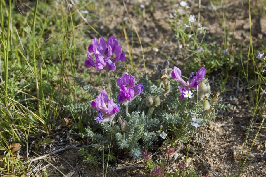 Oxytropis eriocarpa