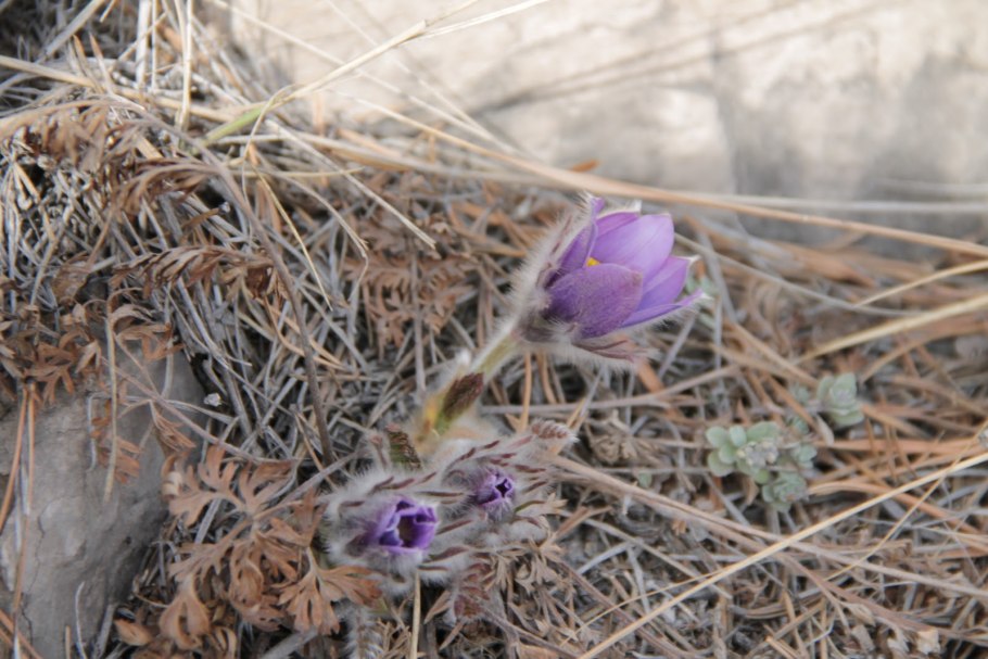 Oxytropis campanulata рисунок