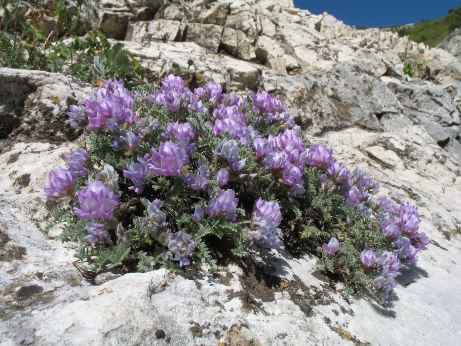 Pulsatilla turczaninovii прострел Турчанинова