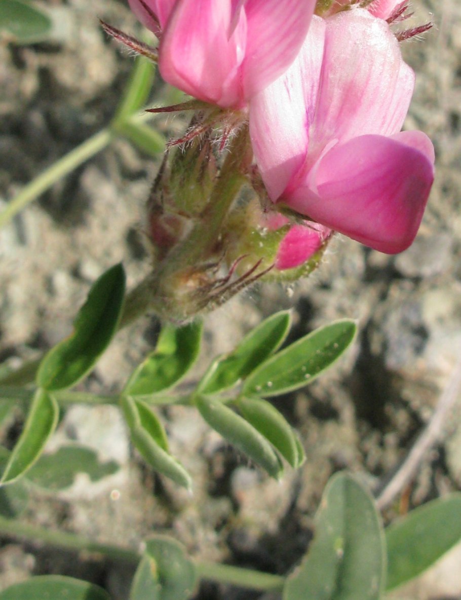 Остролодочник Ипполита