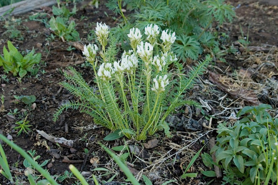 Остролодочник Варлакова