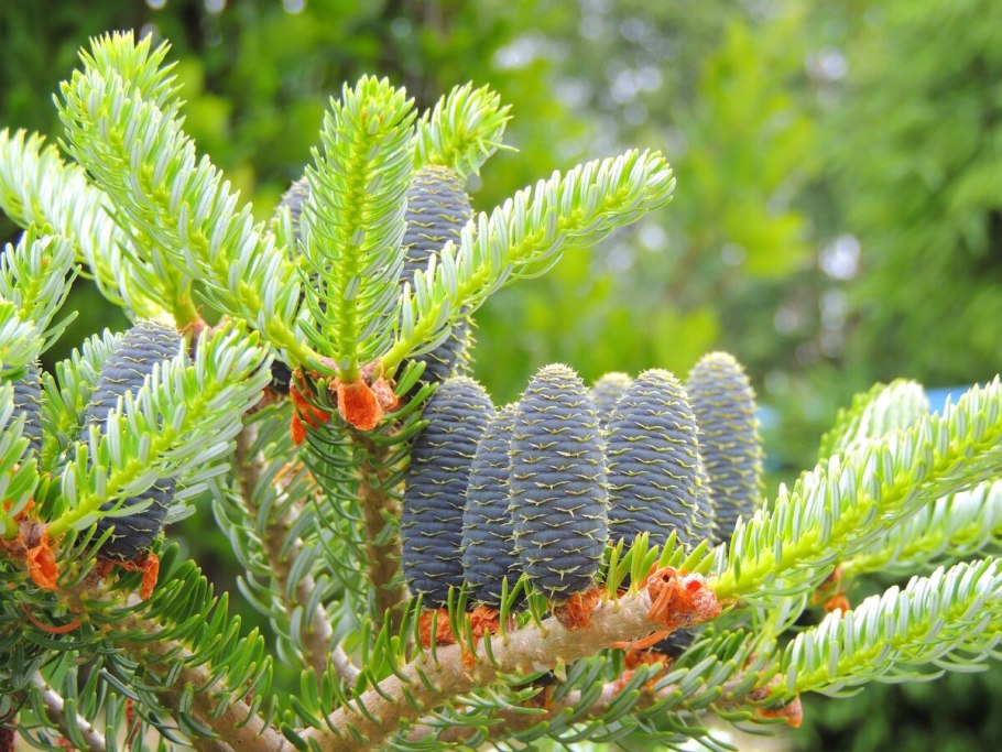 Пихта цельнолистная (Abies holophylla)